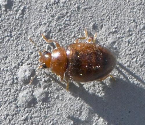Rhyzobius sp.
